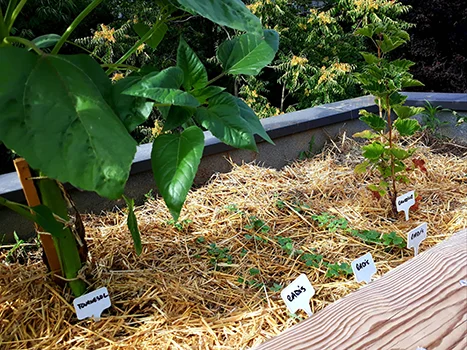 eco-paturage-13 Entretien de jardin Lyon